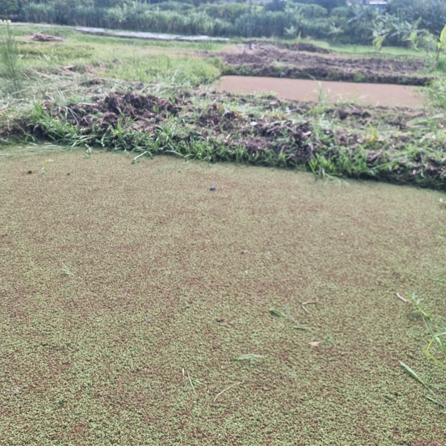 Azolla 2