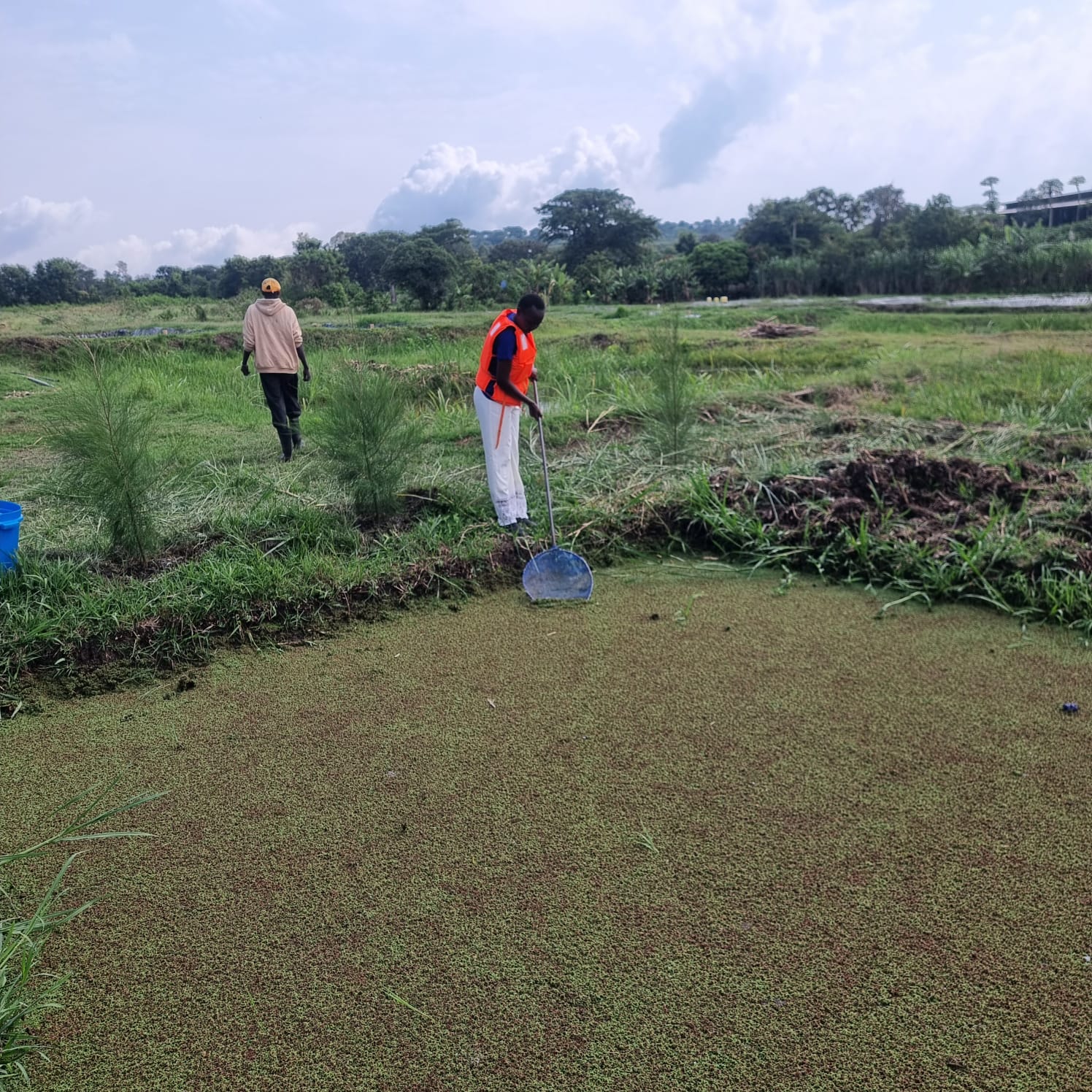 Azolla 3