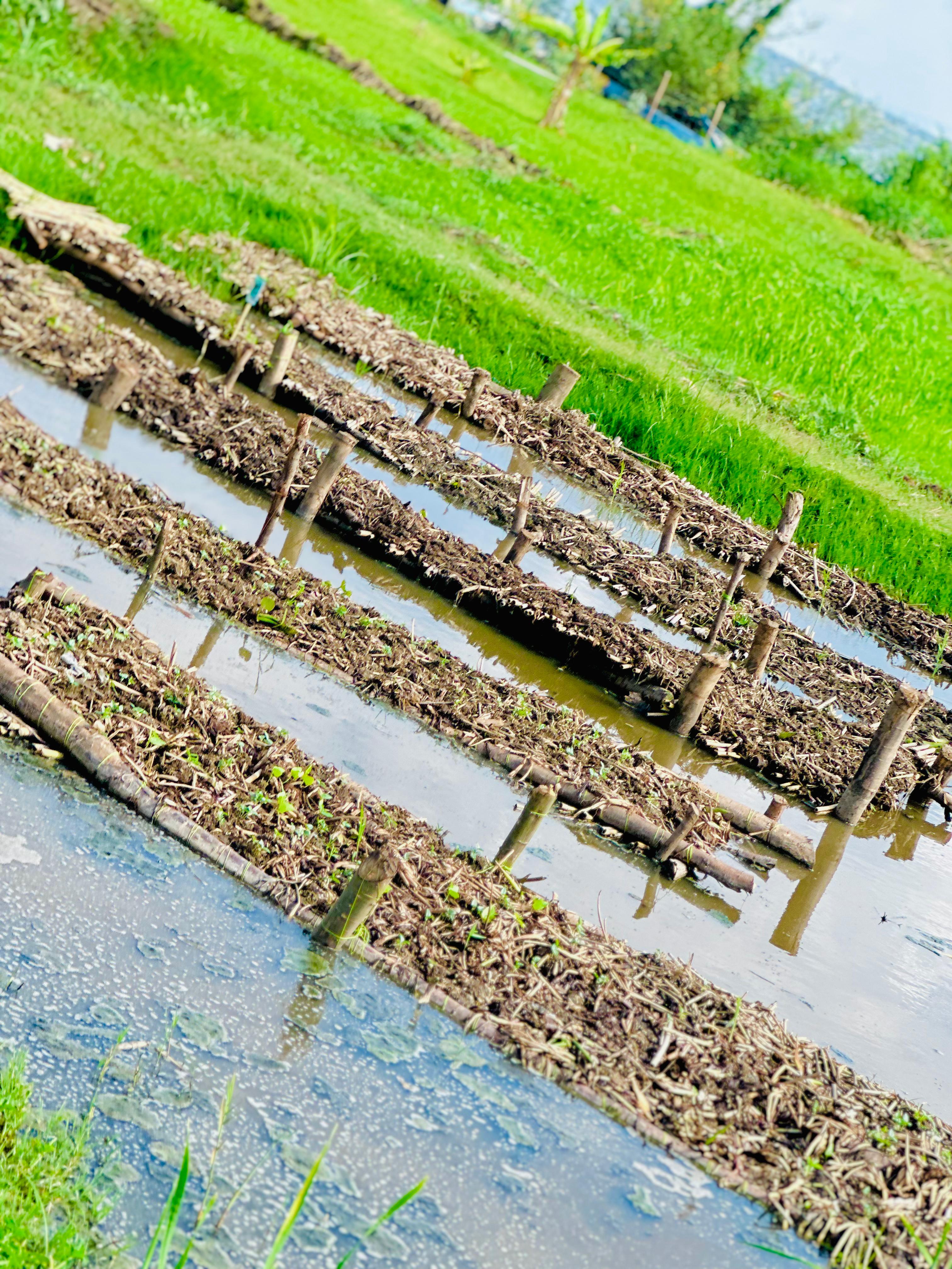 Pond floating garden 5