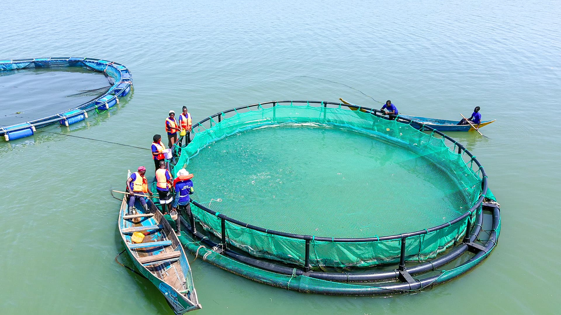 Tilapia farming at Lake Front Fisheries