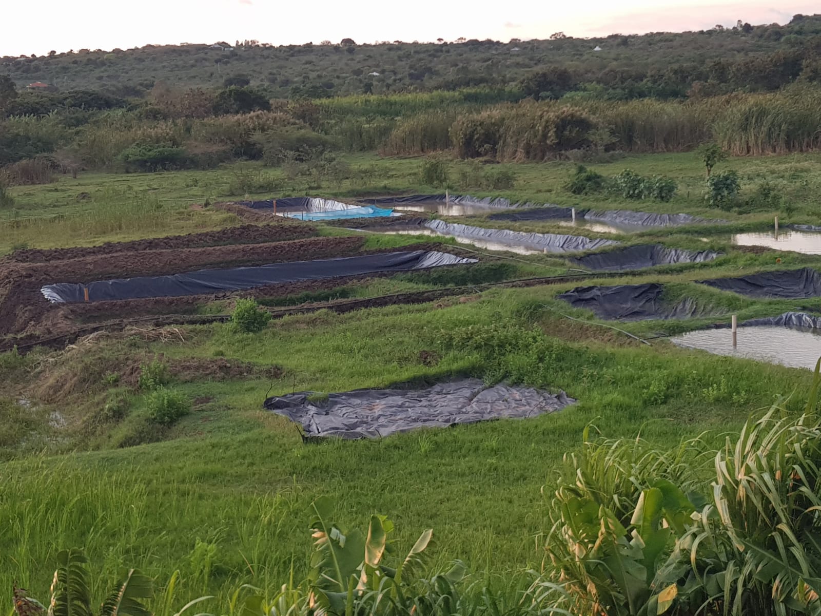 HDPE cage operation
