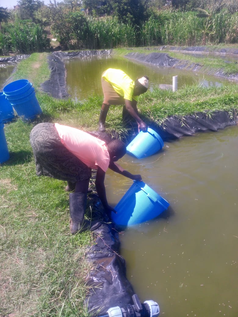 Pond Stocking